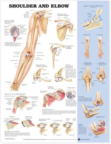 Shoulder and Elbow Anatomical Chart in Saudi Arabia
