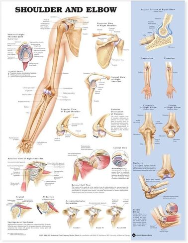 Shoulder and Elbow Anatomical Chart in Saudi Arabia