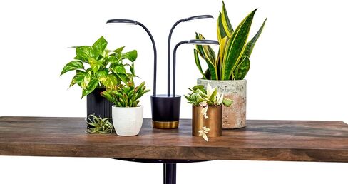 AeroGarden Trio تنمو ضوءًا للنباتات الداخلية، تنمو النباتات الحية في أي مكان في المنزل، أوضاع إضاءة قابلة للتعديل، أسود in Kuwait