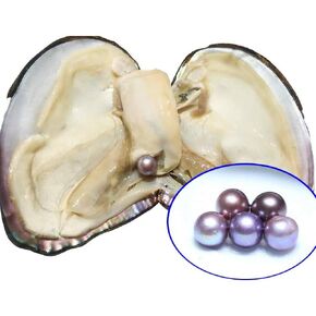 1 PC Big Monster Oyster with Edison Pearl Inside AAA 10-13 mm Edison Pearl White Pink Purple Random Color Pearl Oyster in Saudi Arabia