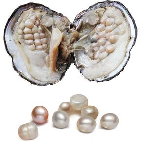 محار مع لؤلؤ داخلي، خرز لؤلؤ بيضوي مستزرعة (5-7 ملم حوالي 18 قطعة لؤلؤة) هدايا in Kuwait