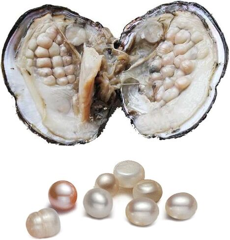 محار مع لؤلؤ داخلي، خرز لؤلؤ بيضوي مستزرعة (5-7 ملم حوالي 18 قطعة لؤلؤة) هدايا in Kuwait
