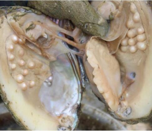 محار مع لؤلؤ داخلي، خرز لؤلؤ بيضوي مستزرعة (5-7 ملم حوالي 18 قطعة لؤلؤة) هدايا in Kuwait