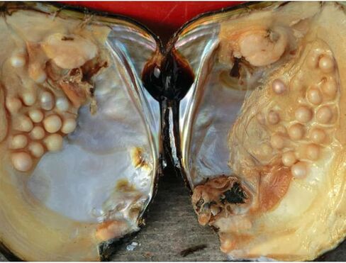 محار مع لؤلؤ داخلي، خرز لؤلؤ بيضوي مستزرعة (5-7 ملم حوالي 18 قطعة لؤلؤة) هدايا in Kuwait