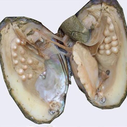 محار مع لؤلؤ داخلي، خرز لؤلؤ بيضوي مستزرعة (5-7 ملم حوالي 18 قطعة لؤلؤة) هدايا in Kuwait