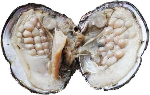 محار مع لؤلؤ داخلي، خرز لؤلؤ بيضوي مستزرعة (5-7 ملم حوالي 18 قطعة لؤلؤة) هدايا in Kuwait