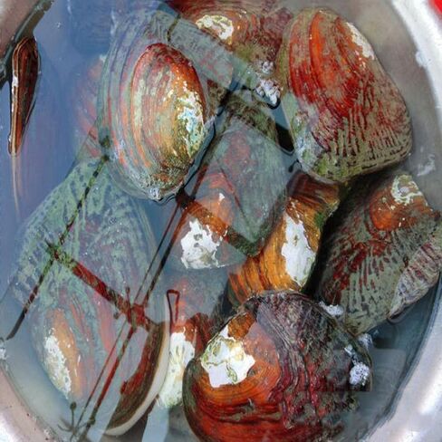 محار مع لؤلؤ داخلي، خرز لؤلؤ بيضوي مستزرعة (5-7 ملم حوالي 18 قطعة لؤلؤة) هدايا in Kuwait