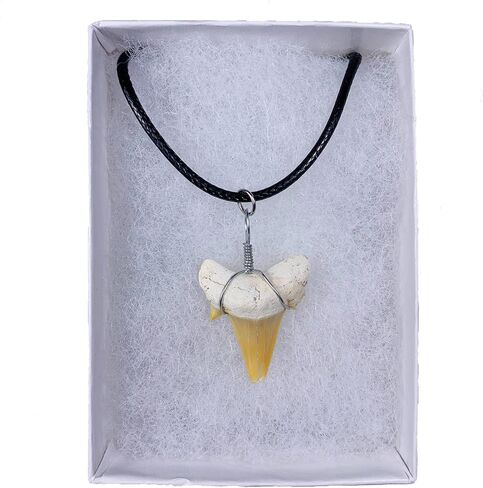 قلادة أصلية على شكل سمكة قرش من فوسيل مع صندوق مجوهرات وبطاقة معلومات in Kuwait