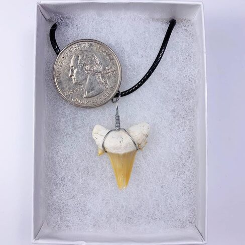 قلادة أصلية على شكل سمكة قرش من فوسيل مع صندوق مجوهرات وبطاقة معلومات in Kuwait