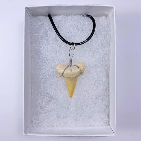 قلادة أصلية على شكل سمكة قرش من فوسيل مع صندوق مجوهرات وبطاقة معلومات in Kuwait