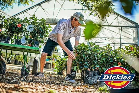 Dickies Men's Dri-tech Moisture Control No Show Socks (6 & 12 Pairs) in Saudi Arabia