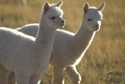 جوارب Warrior Alpaca - جوارب رياضية خفيفة للجنسين، جوارب صوف الألبكة in Saudi Arabia