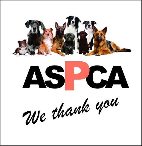 Scottish Terrier Dog Breed is The Headshot Image On The Polished Chrome Watch with Leather Strap and Donation to ASPCA in Kuwait