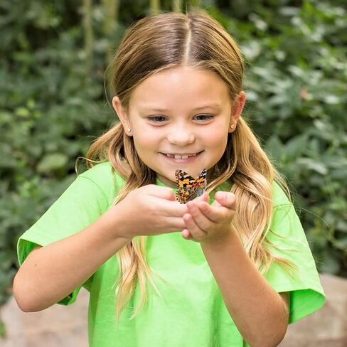 Insect Lore Butterfly Garden | Original 12" Habitat and Two Cups of Live Baby Caterpillars | Life Science & STEM Education Kit in Saudi Arabia