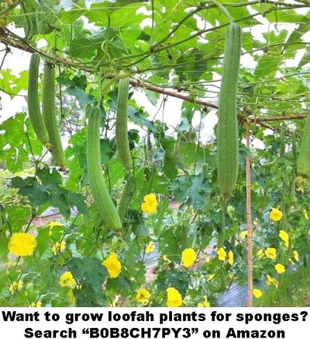 ليفة استحمام طبيعية من قطعتين لتنظيف الجسم، ليفة تقشير الوجه in Kuwait