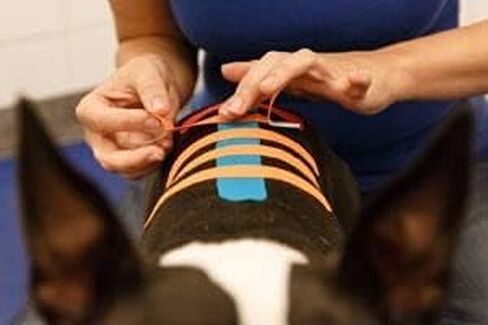 VetkinTape® Veterinary Kinesiology Tape Black | Kinesiology Tape for Horses & Dogs | Equine & Canine Kinesiotape | Latex Free and TÜV Quality Mark Certified Ktape | 4 inch | Pack of 1 Roll in Saudi Arabia