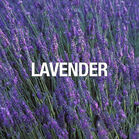 Curve for Men, Men's Fragrance 2 Piece Gift Set, 2.5 fl. oz. Eau de Cologne and 6.0 oz Deodorant Spray in Kuwait