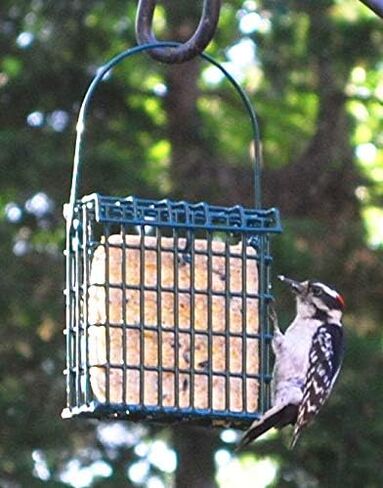 Suet Cake 12 Pack | Case of 12 Suet Cakes for Wild Birds (Woodpecker High Energy) in Kuwait
