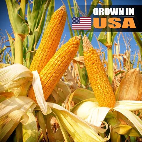 ذرة الأذن للحيوانات من أولد بوترز - محصول 2022 - ذرة ممتازة منتقاة يدويًا نمت في الولايات المتحدة الأمريكية لتغذية حيوانات الفناء الخلفي، رائعة للسناجب والغزلان والأرانب والحياة البرية الأخرى، عدد 24-30 in Kuwait