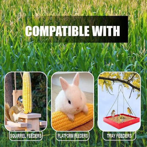 ذرة الأذن للحيوانات من أولد بوترز - محصول 2022 - ذرة ممتازة منتقاة يدويًا نمت في الولايات المتحدة الأمريكية لتغذية حيوانات الفناء الخلفي، رائعة للسناجب والغزلان والأرانب والحياة البرية الأخرى، عدد 24-30 in Kuwait