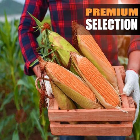 ذرة الأذن للحيوانات من أولد بوترز - محصول 2022 - ذرة ممتازة منتقاة يدويًا نمت في الولايات المتحدة الأمريكية لتغذية حيوانات الفناء الخلفي، رائعة للسناجب والغزلان والأرانب والحياة البرية الأخرى، عدد 24-30 in Kuwait