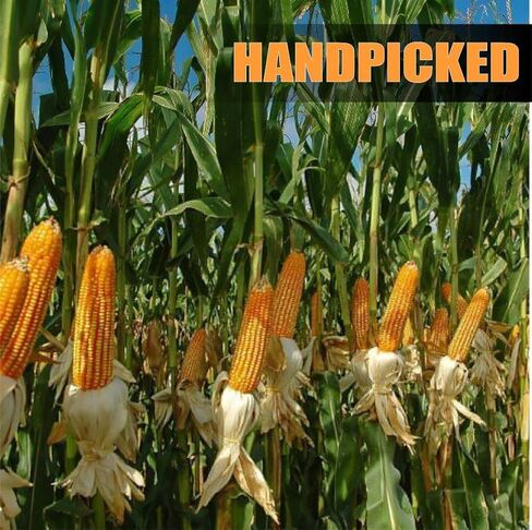 ذرة الأذن للحيوانات من أولد بوترز - محصول 2022 - ذرة ممتازة منتقاة يدويًا نمت في الولايات المتحدة الأمريكية لتغذية حيوانات الفناء الخلفي، رائعة للسناجب والغزلان والأرانب والحياة البرية الأخرى، عدد 24-30 in Kuwait