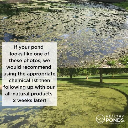 Healthy Ponds Aquasphere Pro Biodegradable Pond Treatment 3-Pack, Each Sphere Treats up to 1,000 Gallons in Saudi Arabia