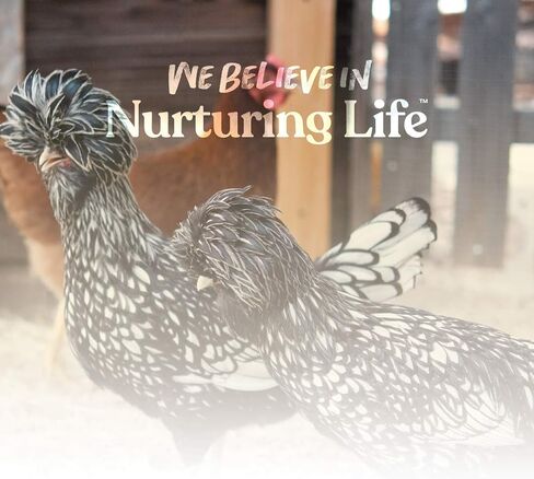 Manna Pro All Flock Crumbles with Probiotics, Chicken & Duck Food, 25 lb in Saudi Arabia