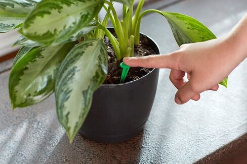 Miracle-Gro Indoor Plant Food Spikes, Includes 48 Spikes - Continuous Feeding for all Flowering and Foliage Houseplants - NPK 6-12-6 in Saudi Arabia