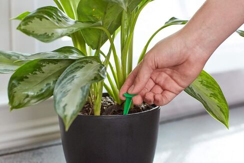 Miracle-Gro Indoor Plant Food Spikes, Includes 48 Spikes - Continuous Feeding for all Flowering and Foliage Houseplants - NPK 6-12-6 in Saudi Arabia