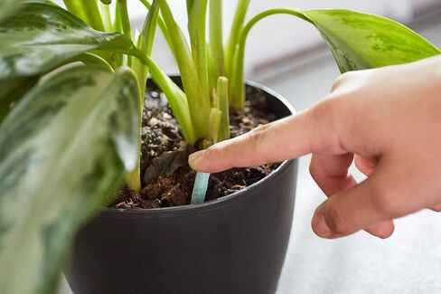 Miracle-Gro Indoor Plant Food Spikes, Includes 48 Spikes - Continuous Feeding for all Flowering and Foliage Houseplants - NPK 6-12-6 in Saudi Arabia