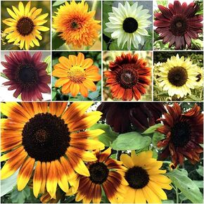 Seed Needs, Specialty Blend of Sunflower Seeds for Planting (15+ Varieties, Crazy Mixture) Heirloom, Open Pollinated & Untreated - Attracts Butterflies & Bees (Small Pack)