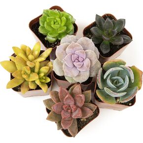 Altman Plants Live Succulents (20 Pack) & Live Pothos Plants (4PK) Indoor House Plants in Saudi Arabia