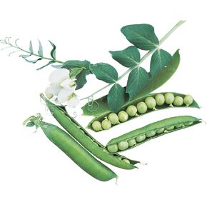 Burpee Oregon Sugar Pod II Pea Seeds 900 seeds in Saudi Arabia