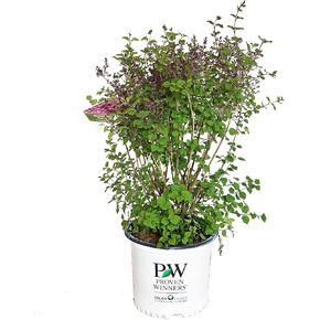 الفائزون المؤكدون - Syringa x Bloomerang Dark Purple (Reblooming Lilac) شجيرة، زهور أرجوانية داكنة، رقم 3 - حاوية الحجم