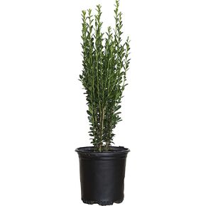 2.5 Qt - Sky Pencil Holly - Evergreen Shrub with an Upright and Slender Growth Habit in Saudi Arabia