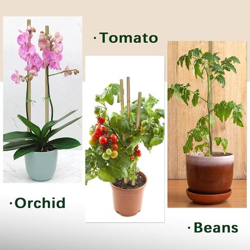 Plant Stakes,12 Inches Natural Garden Bamboo Sticks,BOVITRO 20Pcs Plant Support Stakes for Tomatoes,Beans,Vegetable and Potted Plants in Kuwait