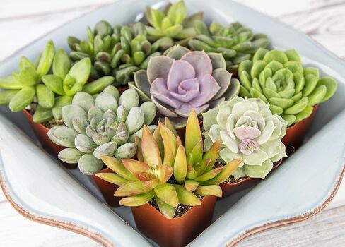 Altman Plants Live Succulents (20 Pack) & Live Pothos Plants (4PK) Indoor House Plants in Saudi Arabia