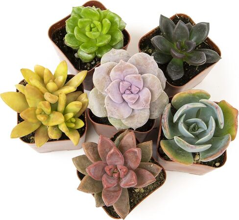 Altman Plants Live Succulents (20 Pack) & Live Pothos Plants (4PK) Indoor House Plants in Saudi Arabia