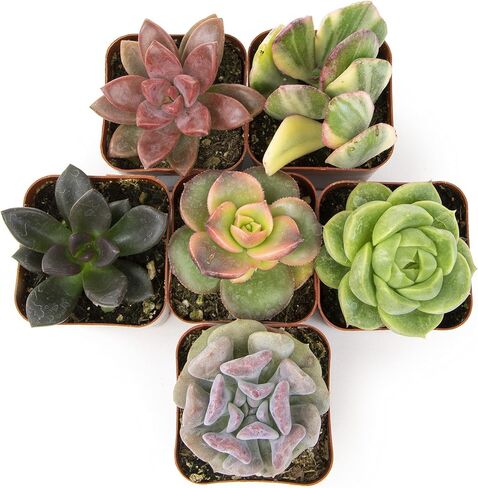 Altman Plants Live Succulents (20 Pack) & Live Pothos Plants (4PK) Indoor House Plants in Saudi Arabia