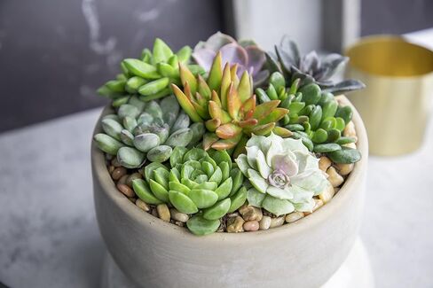 Altman Plants Live Succulents (20 Pack) & Live Pothos Plants (4PK) Indoor House Plants in Saudi Arabia
