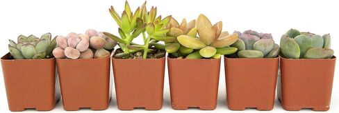 Altman Plants Live Succulents (20 Pack) & Live Pothos Plants (4PK) Indoor House Plants in Saudi Arabia