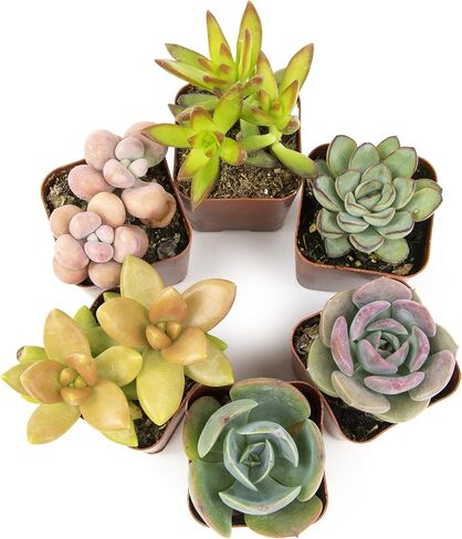 Altman Plants Live Succulents (20 Pack) & Live Pothos Plants (4PK) Indoor House Plants in Saudi Arabia