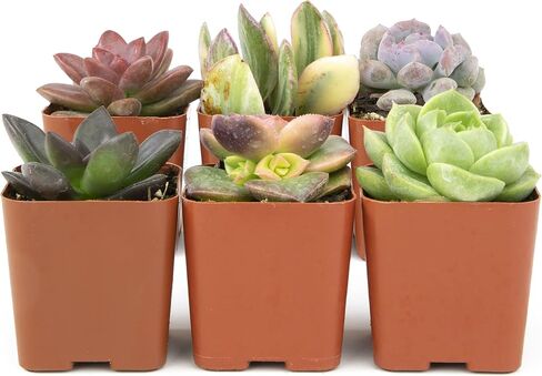 Altman Plants Live Succulents (20 Pack) & Live Pothos Plants (4PK) Indoor House Plants in Saudi Arabia
