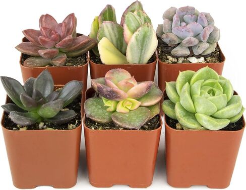 Altman Plants Live Succulents (20 Pack) & Live Pothos Plants (4PK) Indoor House Plants in Saudi Arabia
