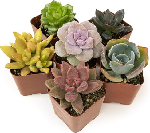 Altman Plants Live Succulents (20 Pack) & Live Pothos Plants (4PK) Indoor House Plants in Saudi Arabia