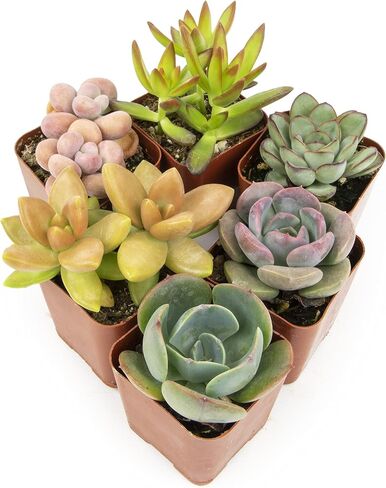 Altman Plants Live Succulents (20 Pack) & Live Pothos Plants (4PK) Indoor House Plants in Saudi Arabia