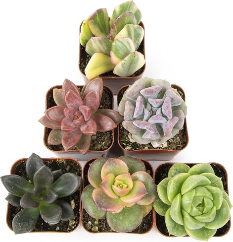 Altman Plants Live Succulents (20 Pack) & Live Pothos Plants (4PK) Indoor House Plants in Saudi Arabia