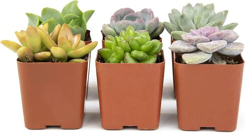 Altman Plants Live Succulents (20 Pack) & Live Pothos Plants (4PK) Indoor House Plants in Saudi Arabia