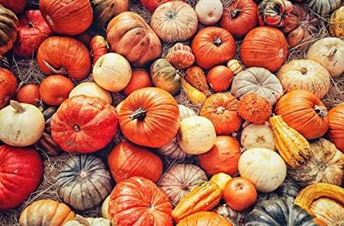 MIXED SEEDS! 50+ Pumpkin and Winter Squash MIX Seeds NON-GMO 25 Varieties Delicious Grown in USA. Rare, Super Profilic and Delicious HARLEY SEEDS in Saudi Arabia